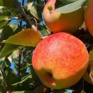 Саджанець Яблуня Чемпіон в контейнері